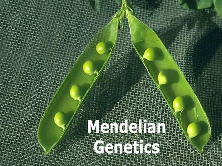 Gregory Johann Mendel 1822- 1884 Austrian monk Experimented with pea plants He thought that ‘heritable factors’ (genes) retained their individuality generation.