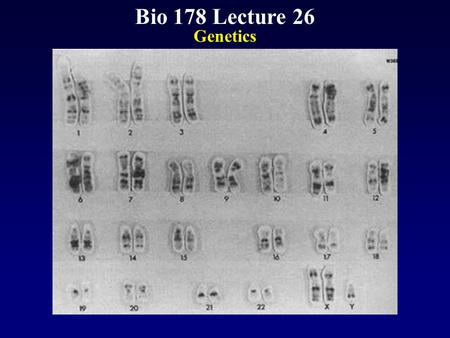 Bio 178 Lecture 26 Genetics.