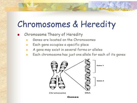 Chromosomes & Heredity Chromosome Theory of Heredity Genes are located on the Chromosomes Each gene occupies a specific place A gene may exist in several.