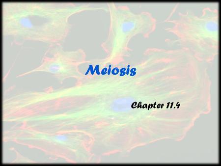 Meiosis Chapter 11.4.