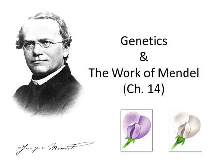 Genetics & The Work of Mendel (Ch. 14)