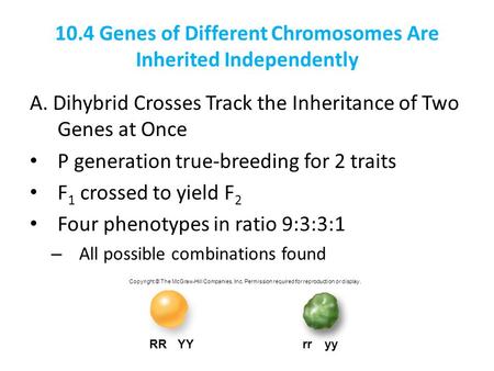 10.4 Genes of Different Chromosomes Are Inherited Independently
