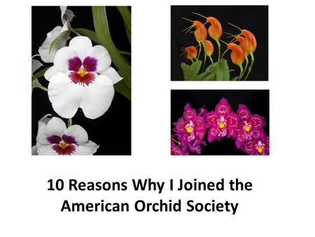 ©Loren Batchman ©Marriot Orchids 10 Reasons Why I Joined the American Orchid Society.