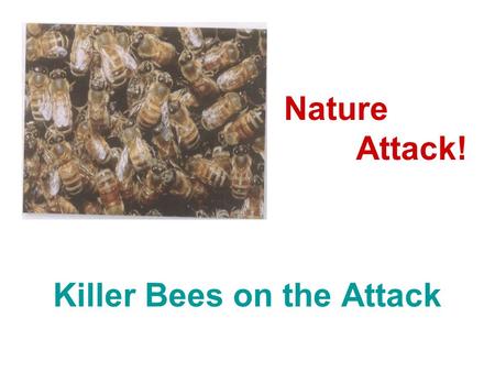 Killer Bees on the Attack Nature Attack!. 1. How are bees useful to people? 2. Are you afraid of bees? Why or why not? 3. When do bees sting a person?