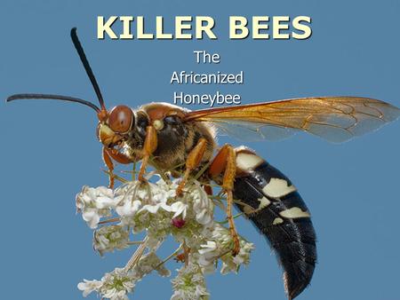 KILLER BEES TheAfricanizedHoneybee. Africanized Honey Bees -- also called Africanized bees or killer bees -- are descendants of southern African bees.