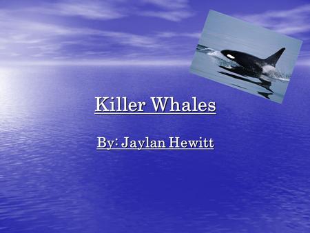 Killer Whales By: Jaylan Hewitt. Introduction Imagine that you were in a boat that sailed to the arctic ocean. Suddenly, something bumps you. You look.
