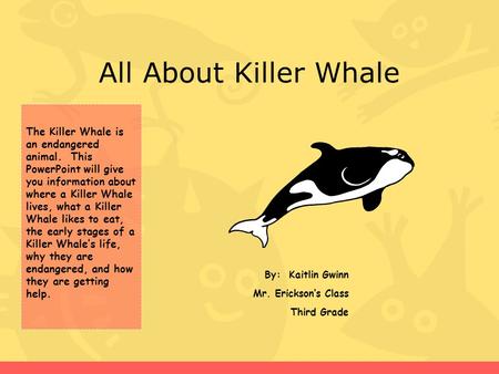 All About Killer Whale By: Kaitlin Gwinn Mr. Erickson’s Class Third Grade The Killer Whale is an endangered animal. This PowerPoint will give you information.