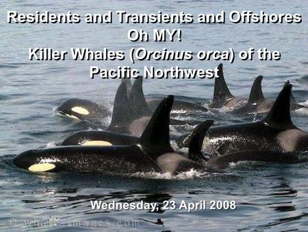 Residents and Transients and Offshores Oh MY! Killer Whales (Orcinus orca) of the Pacific Northwest Residents and Transients and Offshores Oh MY! Killer.