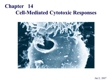 Cell-Mediated Cytotoxic Responses