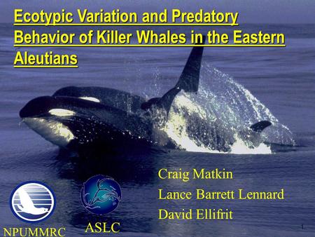1 Craig Matkin Lance Barrett Lennard David Ellifrit Ecotypic Variation and Predatory Behavior of Killer Whales in the Eastern Aleutians ASLC NPUMMRC.