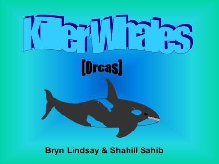 Bryn Lindsay & Shahill Sahib. Killer whales have very good main senses. Killer whales can hear a far range of sounds. killer whales have very good vision.
