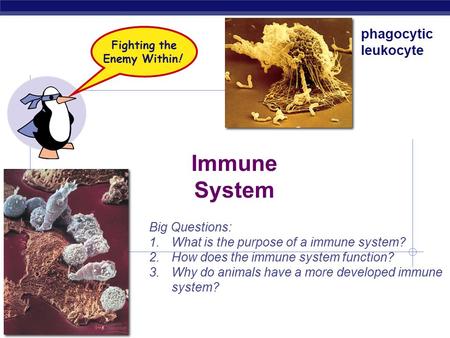 AP Biology Immune System phagocytic leukocyte Fighting the Enemy Within! Big Questions: 1.What is the purpose of a immune system? 2.How does the immune.