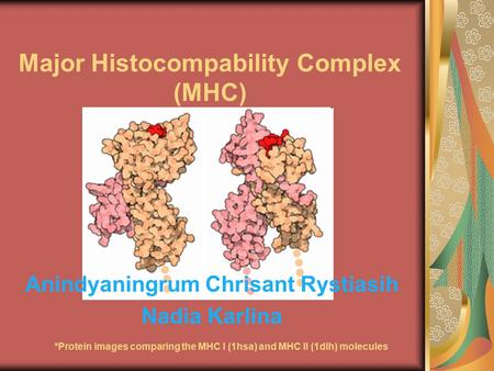 Major Histocompability Complex (MHC) Anindyaningrum Chrisant Rystiasih Nadia Karlina *Protein images comparing the MHC I (1hsa) and MHC II (1dlh) molecules.