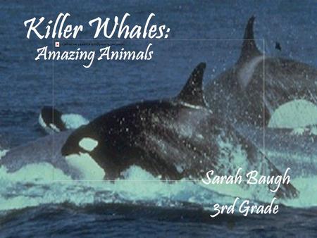 Killer Whales: Sarah Baugh 3rd Grade Amazing Animals.