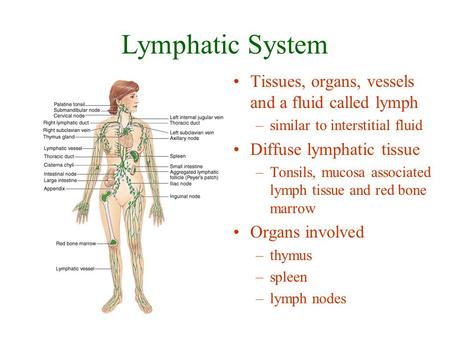 Lymphatic System Tissues, organs, vessels and a fluid called lymph