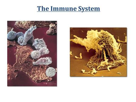 The Immune System Avenues of attack  Points of entry  digestive system  respiratory system  urogenital tract  break in skin  Routes of attack 
