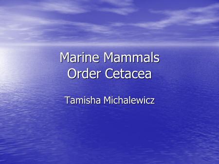 Marine Mammals Order Cetacea Tamisha Michalewicz.