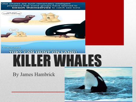 KILLER WHALES By James Hambrick.