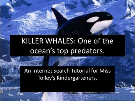 KILLER WHALES: One of the ocean’s top predators. An Internet Search Tutorial for Miss Tolley’s Kindergarteners.