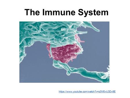 The Immune System https://www.youtube.com/watch?v=z3M0vU3Dv8E.