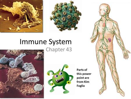 Immune System Chapter 43 Parts of this power point are from Kim Foglia.