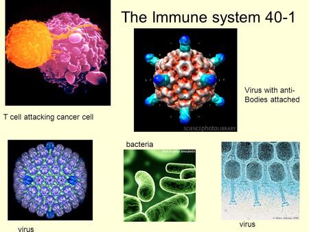The Immune system 40-1 40-2 T cell attacking cancer cell Virus with anti- Bodies attached virus bacteria virus.