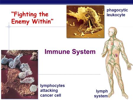 2006-2007 “Fighting the Enemy Within” Immune System lymphocytes attacking cancer cell phagocytic leukocyte lymph system.
