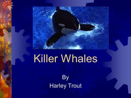 Killer Whales By Harley Trout. What Killer Whales Look Like Killer whales are black and white. Killer whales have 4 big fins.They have a hole on the top.