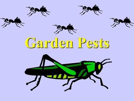 Garden Pests. “A Sure Thing”! Home Gardeners can tolerate a small amount of pest damageHome Gardeners can tolerate a small amount of pest damage Less.