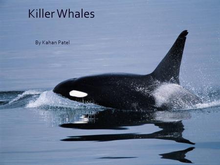 By Kahan Patel Killer Whales. What Is a Killer Whale Orcas are toothed whales. They live in every ocean on earth. Orcas have a layer of blubber to keep.
