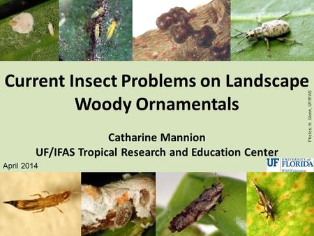 Current Insect Problems on Landscape Woody Ornamentals Catharine Mannion UF/IFAS Tropical Research and Education Center April 2014 Photos: H. Glenn, UF/IFAS.
