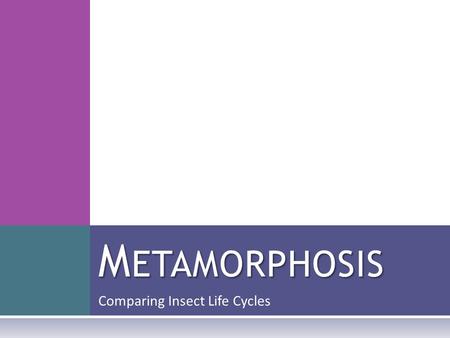 Comparing Insect Life Cycles M ETAMORPHOSIS. I NSECTS ARE E VERYWHERE Look around you. Chances are, there is an insect nearby.