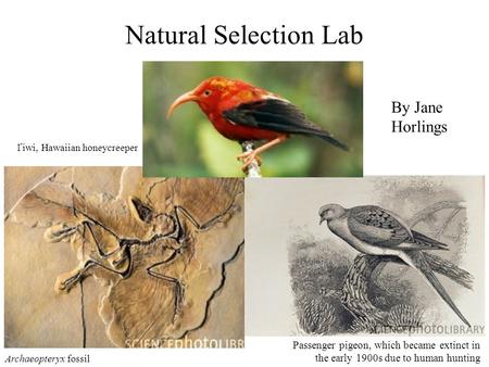 Natural Selection Lab Archaeopteryx fossil Passenger pigeon, which became extinct in the early 1900s due to human hunting I’iwi, Hawaiian honeycreeper.