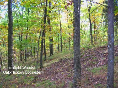 Stinchfield Woods: Oak-Hickory Ecosystem. Introduction ► Located in southeastern MI ► Site characterized by ice-contact landform (steep kames and eskers),