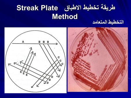 طريقة تخطيط الاطباق Streak Plate Method