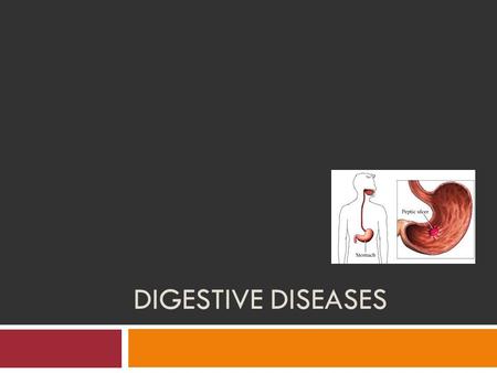 DIGESTIVE DISEASES. Main Characteristics  The digestive system is composed of: