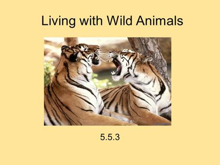 Living with Wild Animals 5.5.3. com - bined When I combined the colors blue and red I got violet.