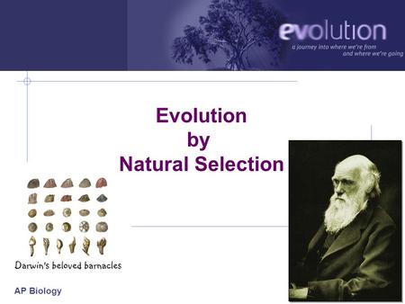 AP Biology 2006-2007 Evolution by Natural Selection.