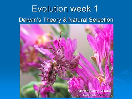 Evolution week 1 Darwin’s Theory & Natural Selection.