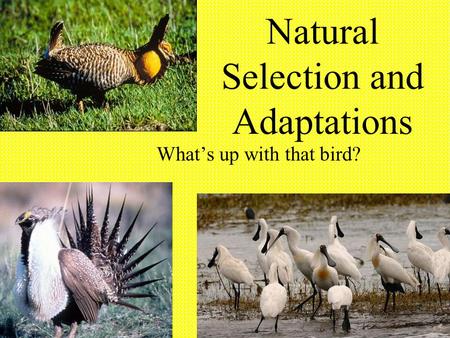 Natural Selection and Adaptations