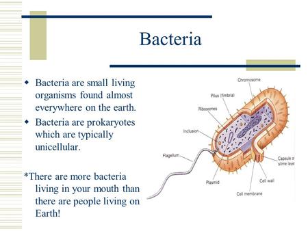 Bacteria Bacteria are small living organisms found almost everywhere on the earth. Bacteria are prokaryotes which are typically unicellular. *There are.