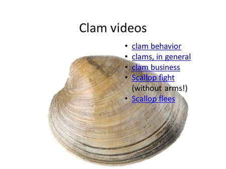 Clam videos clam behavior clams, in general clam business Scallop fight (without arms!) Scallop fight Scallop flees.