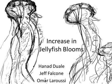Increase in Jellyfish Blooms Hanad Duale Jeff Falcone Omar Laroussi.