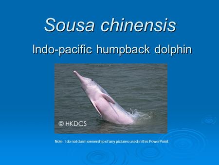 Sousa chinensis Indo-pacific humpback dolphin Note: I do not claim ownership of any pictures used in this PowerPoint.