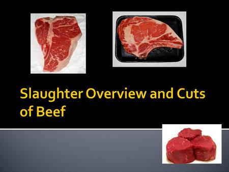 Slaughter Overview and Cuts of Beef