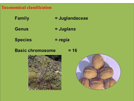 Taxonomical classification Family= Juglandaceae Genus= Juglans Species= regia Basic chromosome= 16.