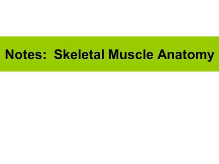 Notes: Skeletal Muscle Anatomy