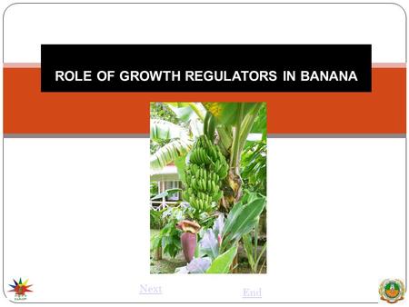 ROLE OF GROWTH REGULATORS IN BANANA Next End. PLANT HORMONE Plant hormone has been defined as organic substance produced naturally in the higher plants,