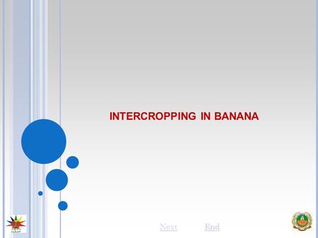 INTERCROPPING IN BANANA NextEnd. INTRODUCTION Bananas are mostly grown by small and marginal farmers. With holdings less than a hectare, they can hardly.
