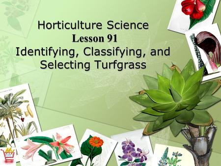 Horticulture Science Lesson 91 Identifying, Classifying, and Selecting Turfgrass.